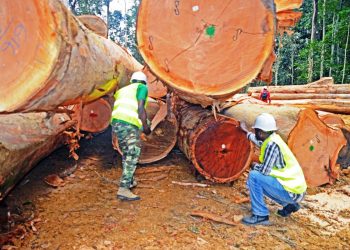 Certification forestière