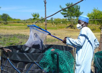 FAO Cameroun.
La FAO offre une formation en aquaculture à des personnes déplacées au Cameroun.