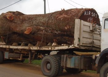 Une grume de Kévazingo.