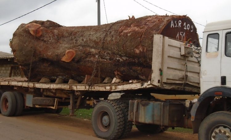 Une grume de Kévazingo.