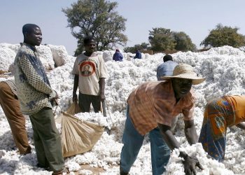 C’est le coton qui a enregistré la plus forte croissance