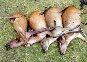 *** Local Caption *** Le braconnage, l'un de problème de la perte de la biodiversité