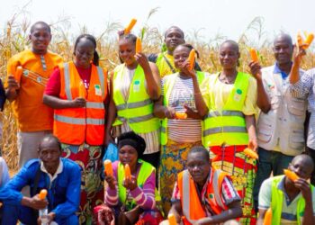 Les membres du Groupement Mouayaya à Loudima Bouansa présentent un échantillon de recolte de maïs de leur champ, avril 2024.